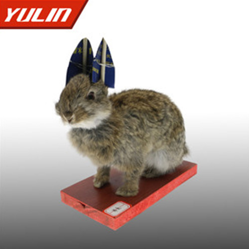 湖南草兔标本