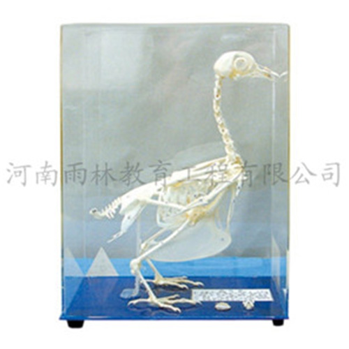 湖南鸽骨骼标本