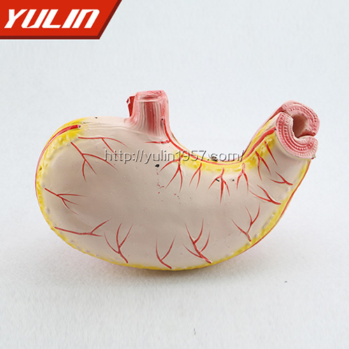 湖南胃解剖模型