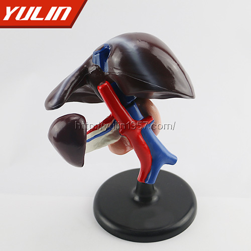 湖南肝、十二指肠、胰脏模型