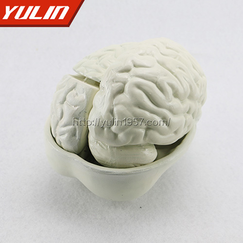 湖南脑解剖模型