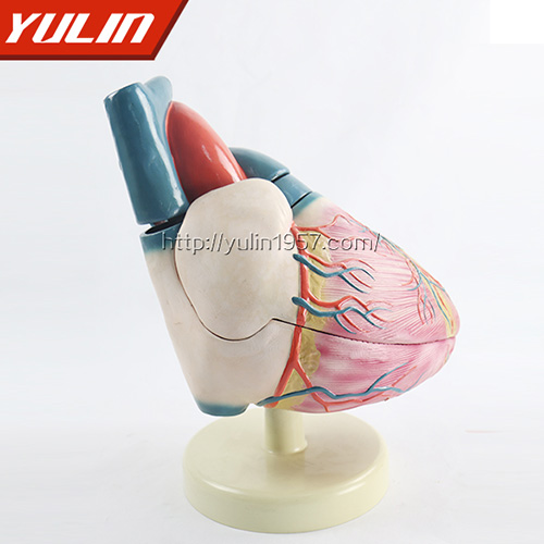湖南心脏解剖模型