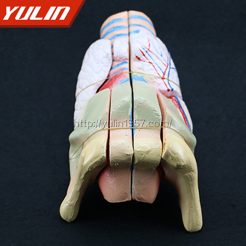 湖南喉解剖模型