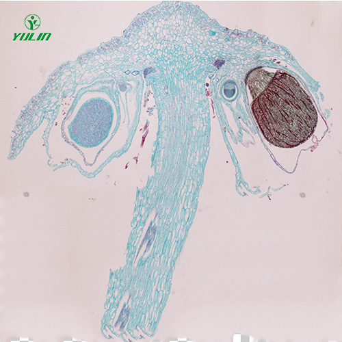 湖南苔藓植物生物实验玻片