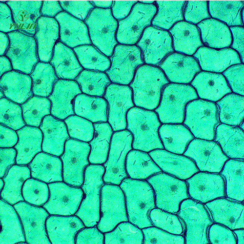 湖南植物生物学细胞及组织生物玻片
