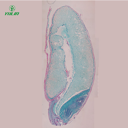 湖南植物生物学种子类生物玻片