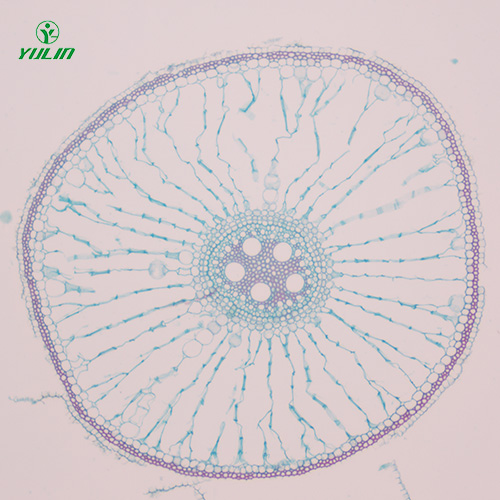 湖南植物生物学根及根的变态生物玻片