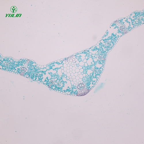 湖南植物生物学叶及叶的变态生物玻片