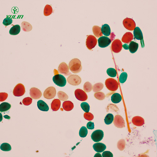 湖南植物生物学花及花的生长生物玻片