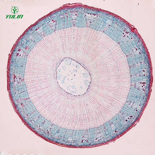 湖南植物生物学茎及茎的变态生物玻片