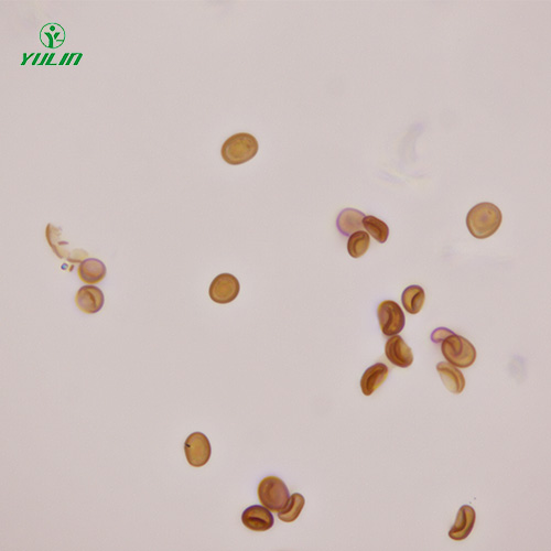 湖南植物生物学菌类植物生物切片