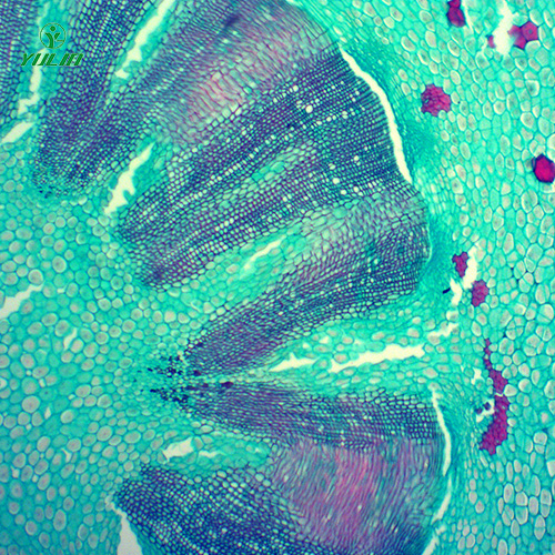 湖南常见药用植物根及根茎生物玻片