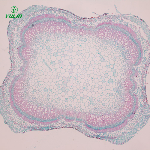 湖南植物茎木类横切生药横切