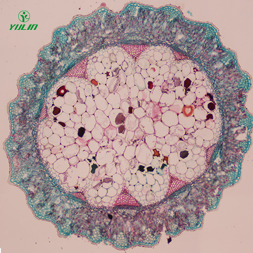 湖南常见中药茎木类生物玻片