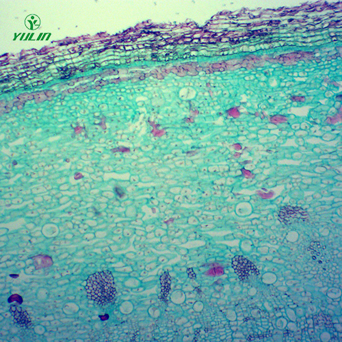 湖南中药植物皮类显微实验玻片