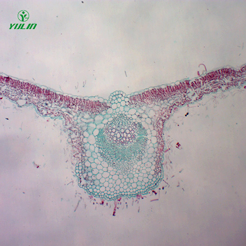 湖南中药植物叶类显微实验玻片