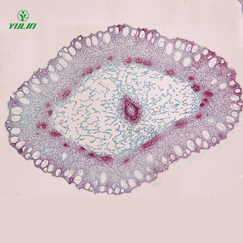 湖南中药植物花类显微实验玻片