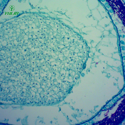 湖南中药植物果实、种子类显微玻片