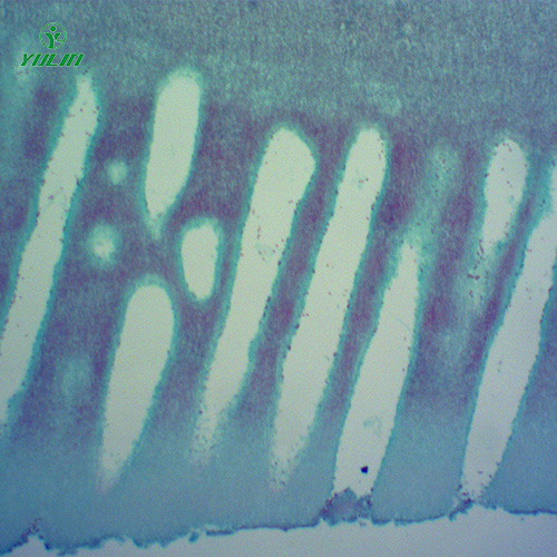 湖南常见中药植物菌、藻类生物玻片