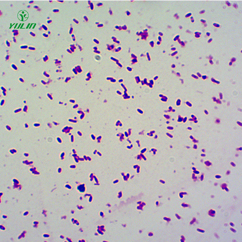 湖南大肠杆菌菌种