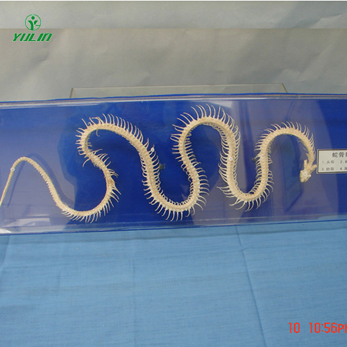 湖南蛇骨骼标本