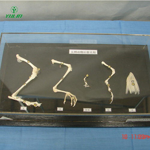 湖南五纲动物后肢比较