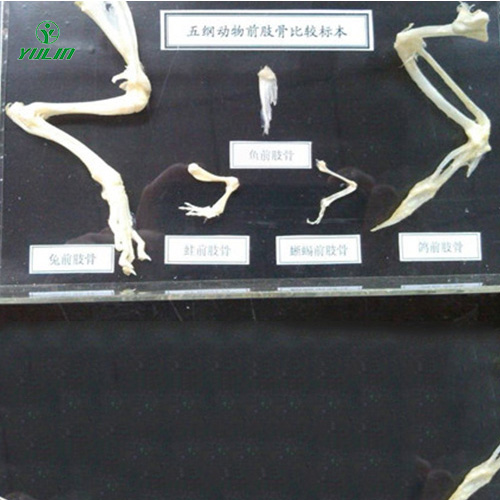 湖南五纲动物前肢比较