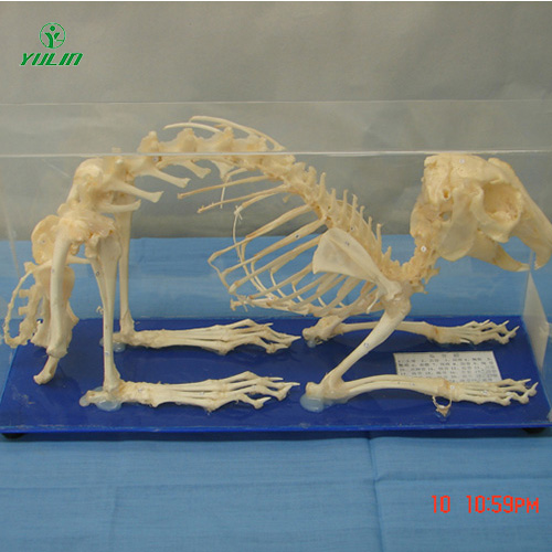 湖南兔骨骼包埋标本
