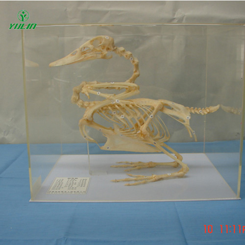 湖南鸭骨骼包埋标本