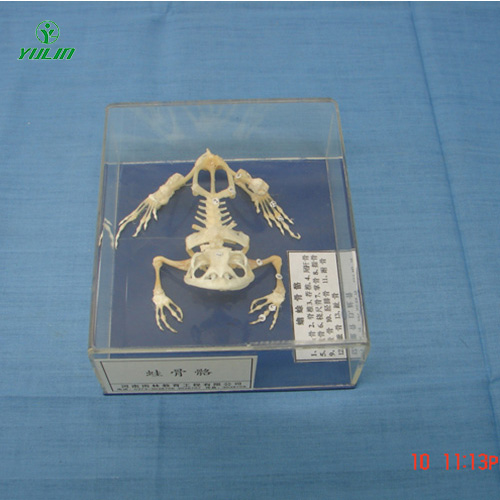 湖南蛙骨骼包埋标本