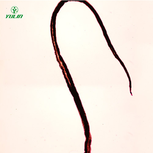 湖南血吸虫雄虫装片