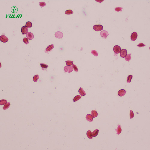 湖南医学蠕虫线虫生物显微切片