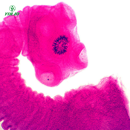 湖南医学蠕虫绦虫装片
