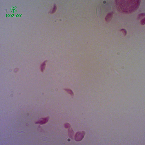 湖南医学原虫孢子虫生物实验玻片