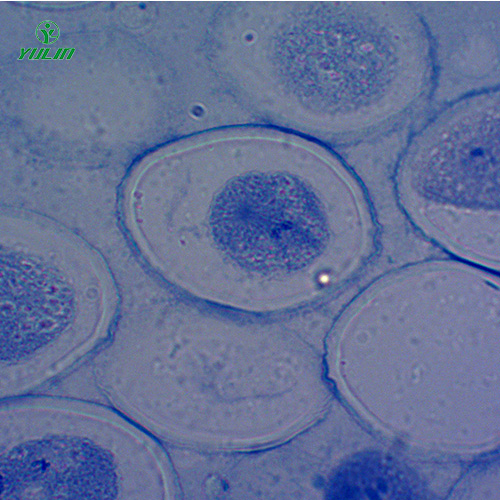 湖南细胞及遗传学生物实验玻片标本