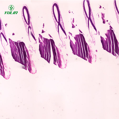 湖南动物胚胎学生物显微切片
