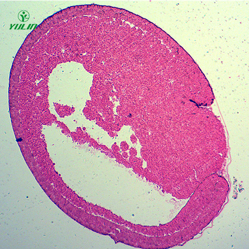 湖南蛙胚胎发育时期切片