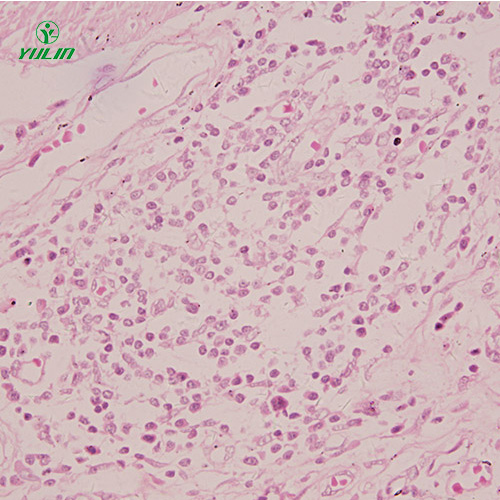 湖南组织学感觉器官显微玻片