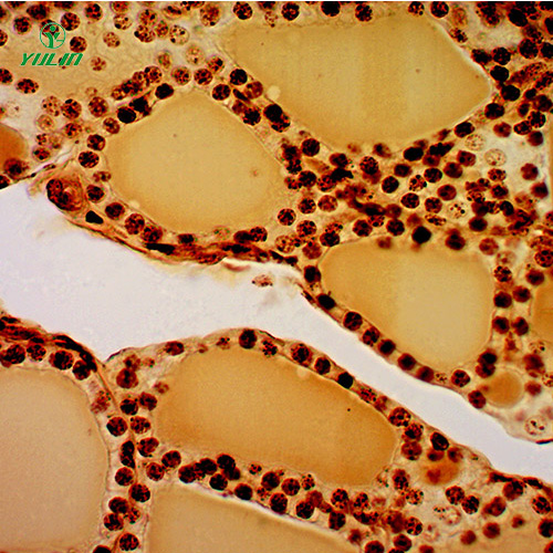 湖南组织学生殖系统显微玻片