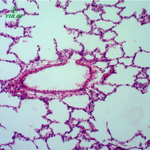 湖南组织学呼吸系统显微玻片