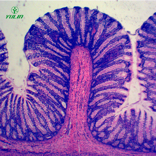 湖南组织学消化系统显微玻片