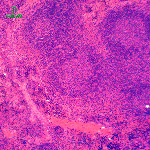 湖南组织学免疫系统显微玻片