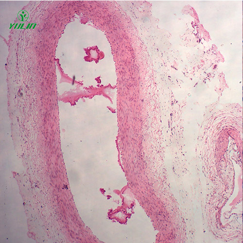 湖南组织学循环系统显微玻片