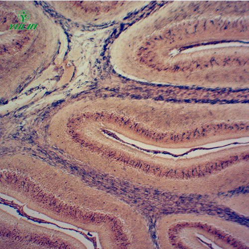 湖南组织学神经系统显微玻片