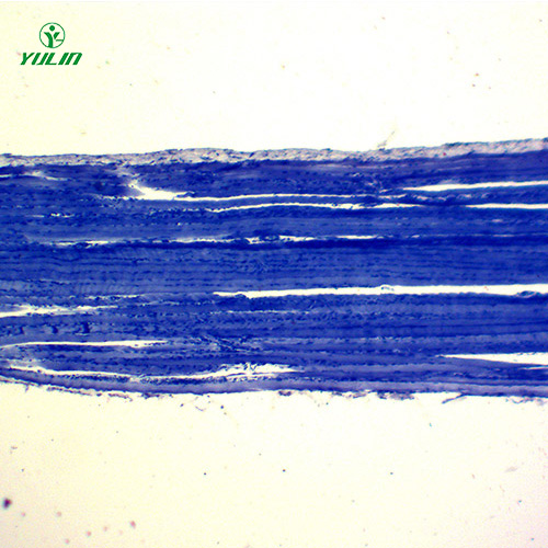 湖南组织学肌肉组织生物切片