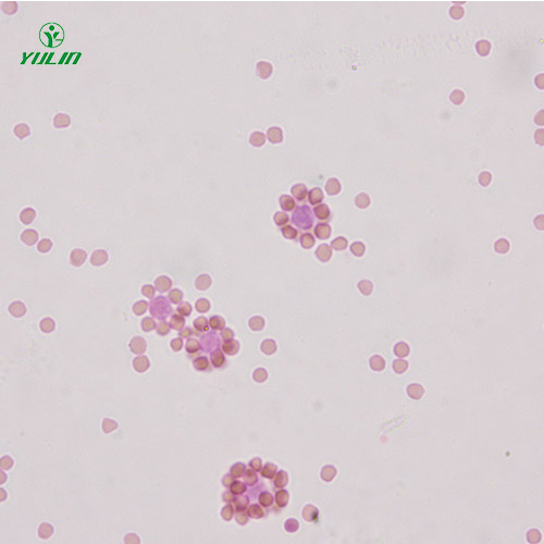 湖南免疫学生物实验玻片标本