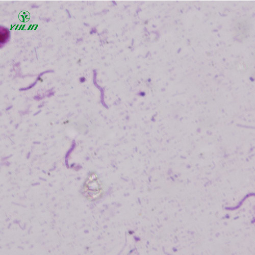 湖南螺旋菌生物显微实验标本片