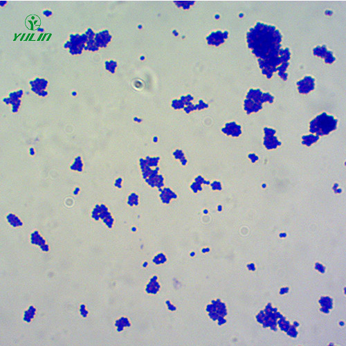 湖南球菌生物显微实验玻片