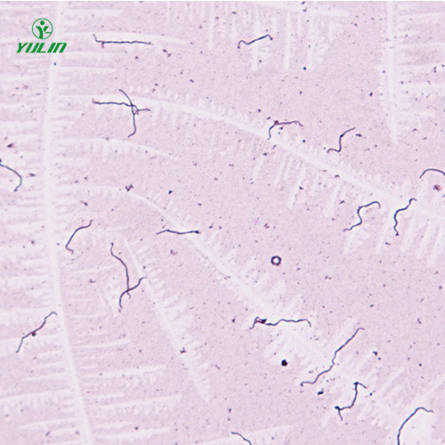 湖南细菌、真菌类生物标本片