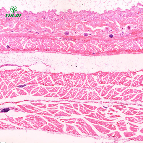 湖南哺乳类动物显微实验玻片